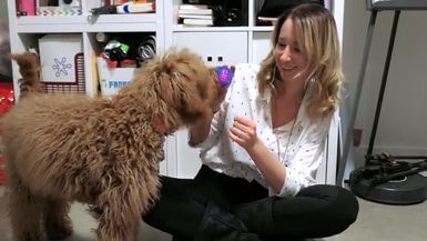 FanBark Unboxing: The Dapper Dog Box "Ready For Summer" Review